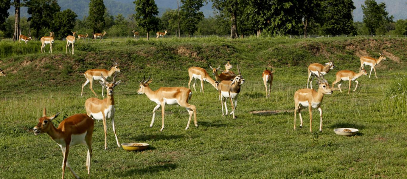 Suklaphanta_National_Park_Barhasinghe